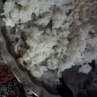 برنج طارم هاشمی