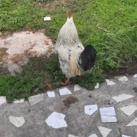 خروس|حیوانات مزرعه|لشت نشا, |دیوار