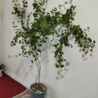 گل کاغذی زیبا قیمت ۲میلیون