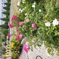 استخدام کارگر فضای سبز