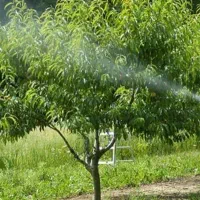 سم پاشی درخت و خانه