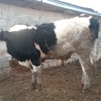 گوساله نر سیمینتال