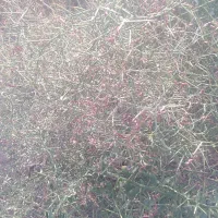 خارشتری دانه دار