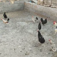 مرغ