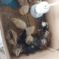 جوجه گلین و دورگ گلین چهل تاج
