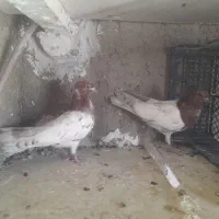 دو عدد جوجه کله سرخ