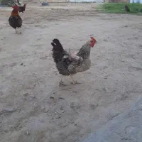 مرغ تخم گذار
