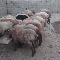 بره نر پا پروار تعداد هفته تا همش نر وزن حدود چهل