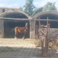 نریان عرب کرد