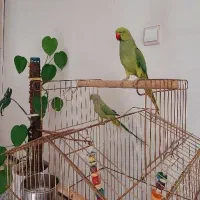 دوعدد طوطی ملنگو نَر + لونه ی چوبی تخم گذاری