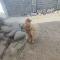 فروش فوری حرف گوش کن اماده جفت گیری