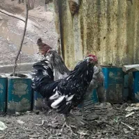 خروس گلین فول