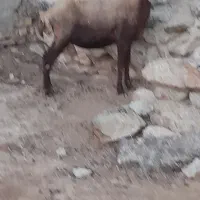 گوسفند