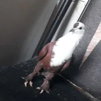 کفتر|پرنده|مسجد سلیمان, |دیوار