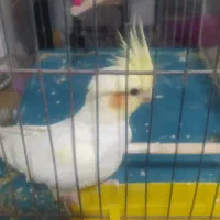 عروس هلندی نر