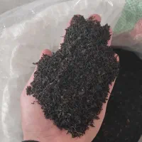 چای ایرانی 1405