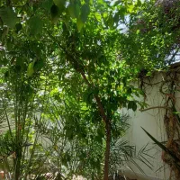 امیر آباد شمالی،۲۱۶ متر کلنگی