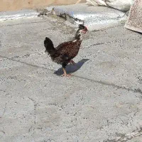 جوجه|حیوانات مزرعه|دهگلان, |دیوار