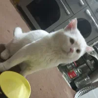 معاوضه و فروش گربه پرشین نژاد اصیل