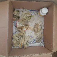 جوجه بلدرچین ۷ روزه