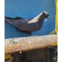 یک جفت زاغ کاکلی نر و ماده فروش فوری