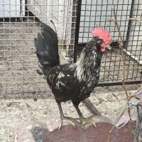 دو عدد جوجه خروس