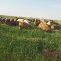 استخدام کارگر ساده چوپان