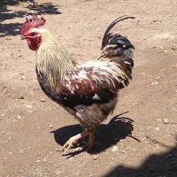 فروش خروس محلی