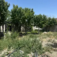 300-متر-جنگلی