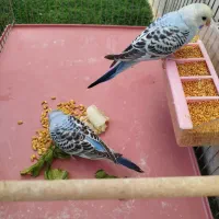 مرغ عشق
