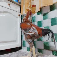خروس لاری افغان