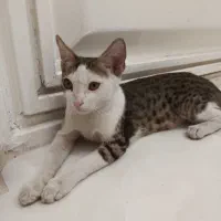 گربه