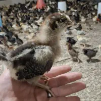 جوجه گلپایگانی ده روزه تعداد بالا