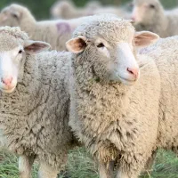 تخفیف ویژه قربانی حسینی دام زنده