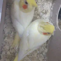 عروس هلندی