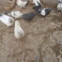 کفتر|پرنده|فامنین, |دیوار