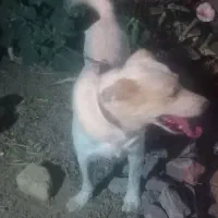 واگذاری سگ نگهبان
