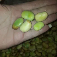 باقالی درشت و تمیز