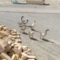 بت و قو قاز