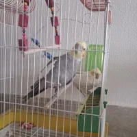 عروس هلندی مولد