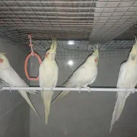 عروس هلندی