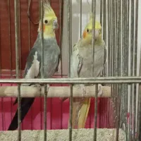 یک جفت عروس هلندی با تخم