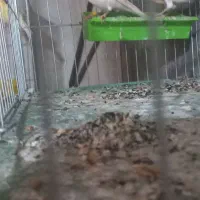 فروش قناری ماده موزاییکی