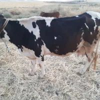گاو اصیل هلشتاین