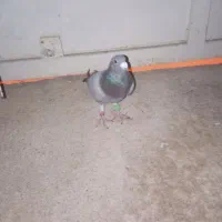 سبز