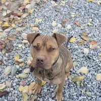 پیت بول آمریکن