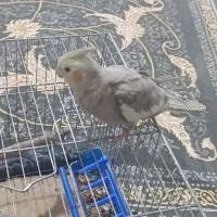 عروس هلندی