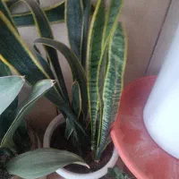 از گیاهان دیدن کنید و قیمت ها رو  مقایسه