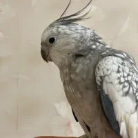 ایزابلا ماده - کینگ سایز