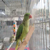 جوجه ملنگو و راهب